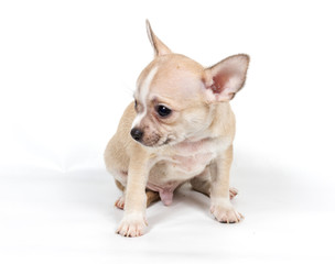 Chihuahua puppy in front of white background