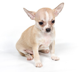 Chihuahua puppy in front of white background