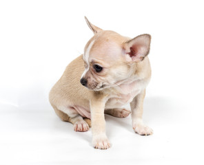 Chihuahua puppy in front of white background