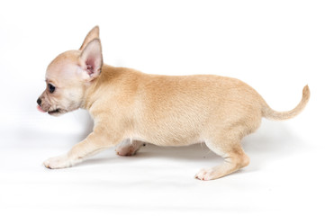 Chihuahua puppy in front of white background