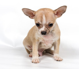 Chihuahua puppy in front of white background