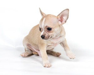 Obraz premium Chihuahua puppy in front of white background