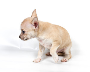 Chihuahua puppy in front of white background