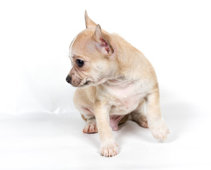 Chihuahua puppy in front of white background