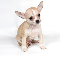 Chihuahua puppy in front of white background