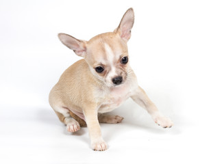 Chihuahua puppy in front of white background