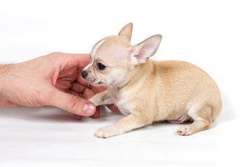 Chihuahua puppy in front of white background