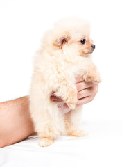 Pomeranian Spitz puppy on a white background