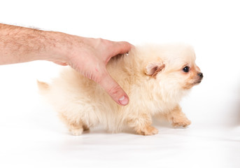 Pomeranian Spitz puppy on a white background