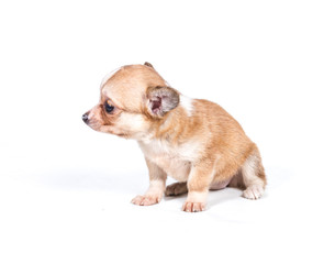 Fototapeta na wymiar chihuahua puppy (3 months) in front of a white background