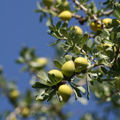 Une branche de l'arganier avec des fruits