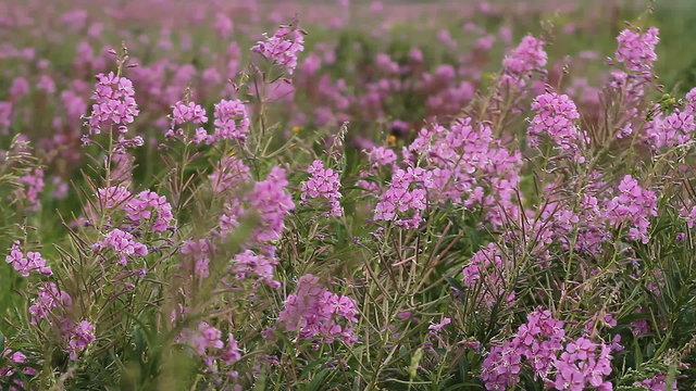 Meadow with flowers - Wind in Grass