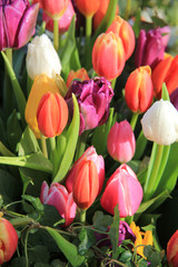 Mixed spring tulips bouquet