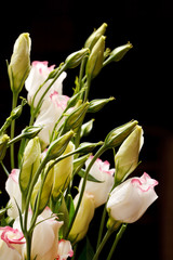Fototapeta premium nice flowers