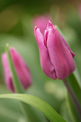 Purple tulips in the garden
