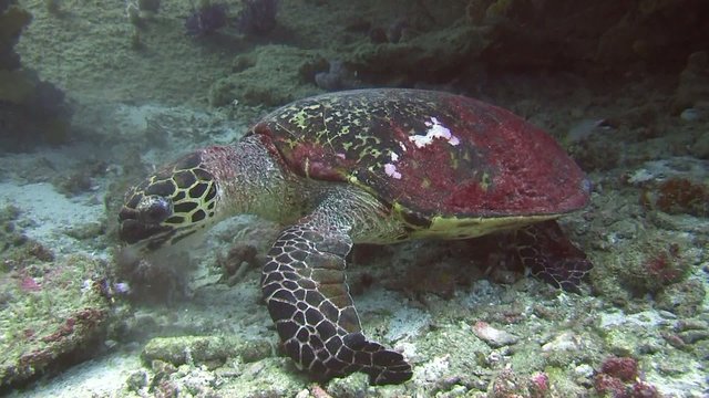 tortue de mer