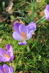 Fototapeta premium group of purple white crocus in grass