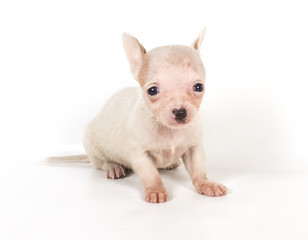 chihuahua puppy