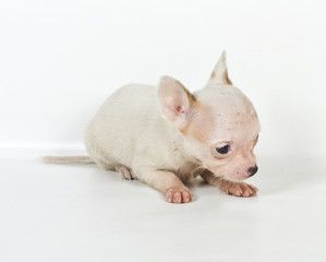 chihuahua puppy