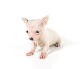 chihuahua puppy