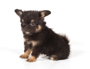 Spitz puppy in front of white background . Pomeranian dog isolat