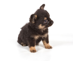 Spitz puppy in front of white background . Pomeranian dog isolat