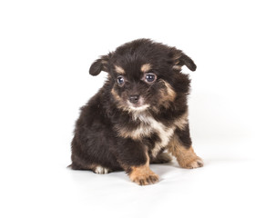 Fototapeta premium Spitz puppy in front of white background . Pomeranian dog isolat