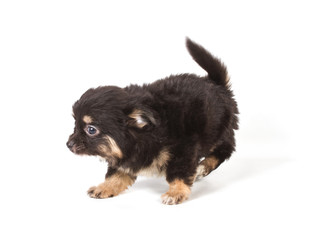 Spitz puppy in front of white background . Pomeranian dog isolat