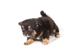 Spitz puppy in front of white background . Pomeranian dog isolat