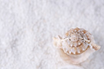 Fototapeta premium Meeresschnecke auf Sand stehend