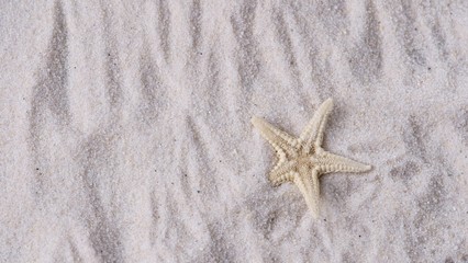 Fototapeta na wymiar Seestern mit einem Arm im Sand