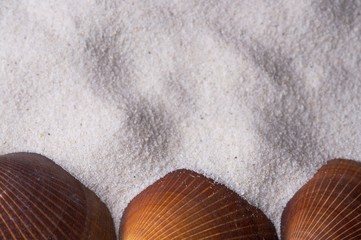 Drei braune Muscheln als Rahmen im Sand