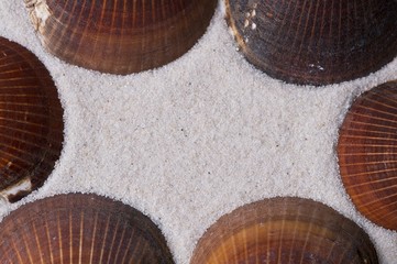 Sechs braune Muscheln als Rahmen im Sand