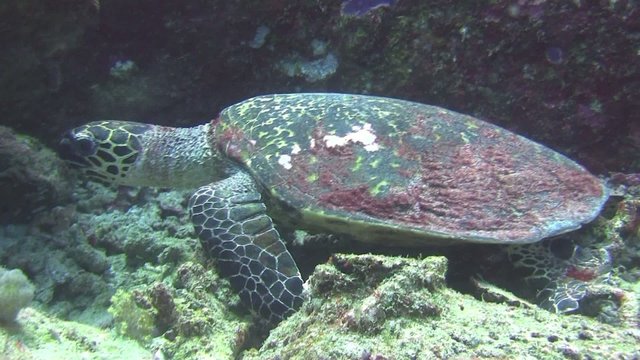tortue plan serr&eacute;