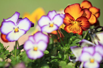 Defocused violets