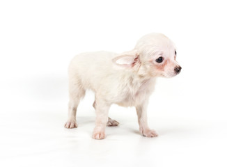 Naklejka premium Funny puppy Chihuahua poses on a white background