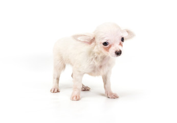 Funny puppy Chihuahua poses on a white background