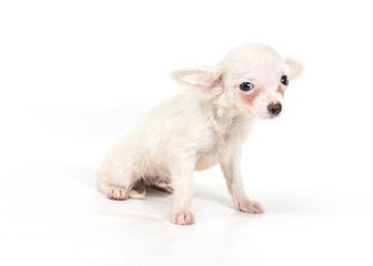 Funny puppy Chihuahua poses on a white background