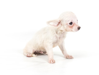 Fototapeta premium Funny puppy Chihuahua poses on a white background