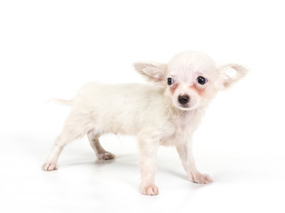 Funny puppy Chihuahua poses on a white background