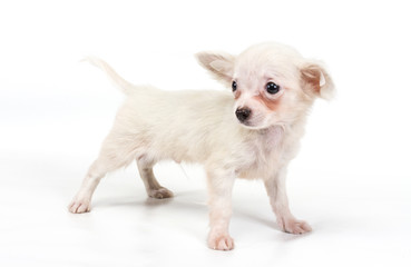 Funny puppy Chihuahua poses on a white background