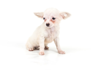 Funny puppy Chihuahua poses on a white background