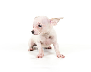 Funny puppy Chihuahua poses on a white background