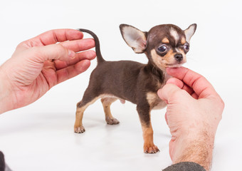 Funny puppy Chihuahua poses on a white background