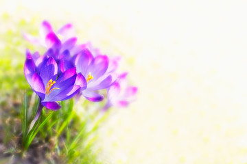 crocus flowers, backlit