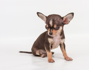 Funny puppy Chihuahua poses on a white background