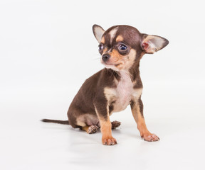 Funny puppy Chihuahua poses on a white background