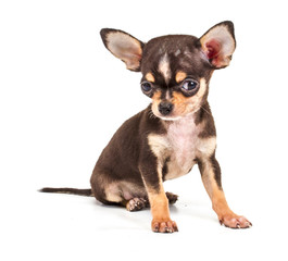 Funny puppy Chihuahua poses on a white background