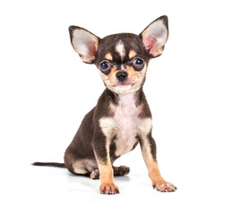 Funny puppy Chihuahua poses on a white background
