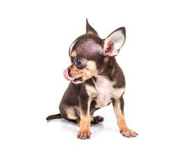 Funny puppy Chihuahua poses on a white background